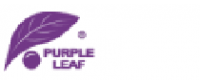 Cashback in Purple Leaf