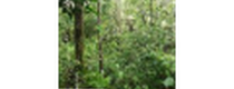 Cashback at Forest Finance