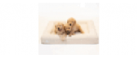 Reembolso en Bluewater Dog US