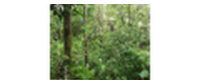 Cashback bei Forest Finance